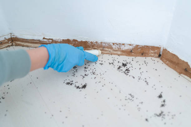 Best Best Pest Control Near Me  in Mount Carmel, PA